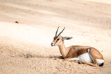 Jeune antilope cobe lechwe couchée