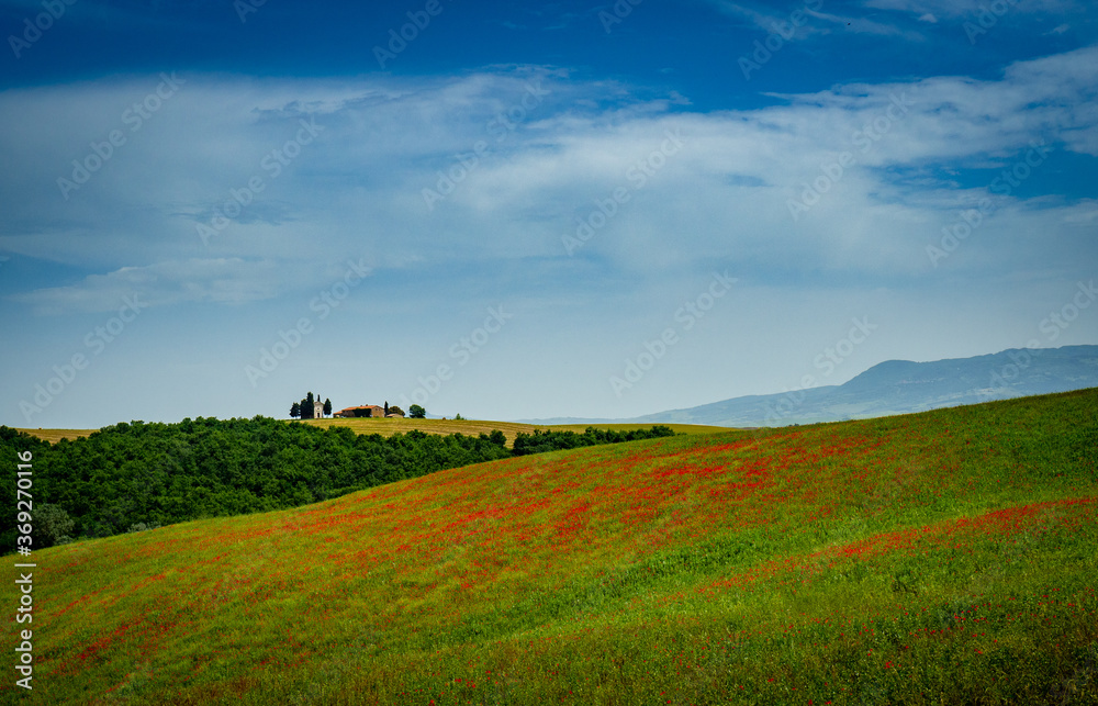 Poppy field with old chapel in Tuscany Italy Poppy field with old chapel in Tuscany Italy