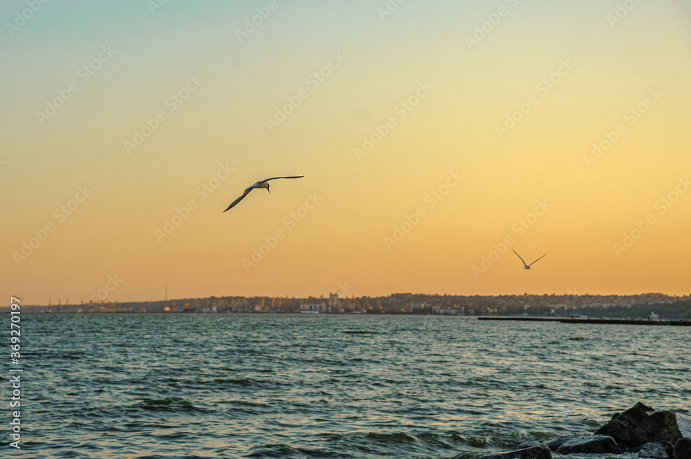 several seagulls fly near the coast of the Azov Sea at sunset. Mariupol, Ukraine