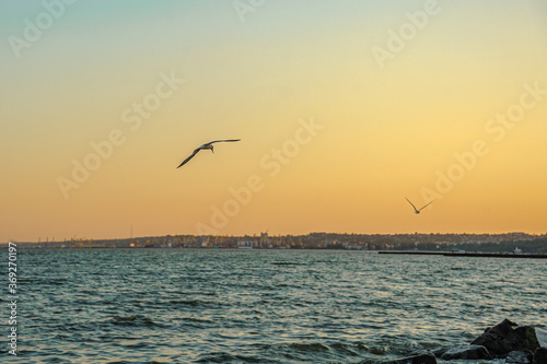 several seagulls fly near the coast of the Azov Sea at sunset. Mariupol, Ukraine © Chernobrovin