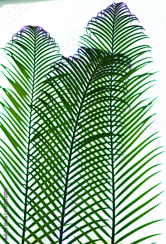 cicus palm leaves grow on white background