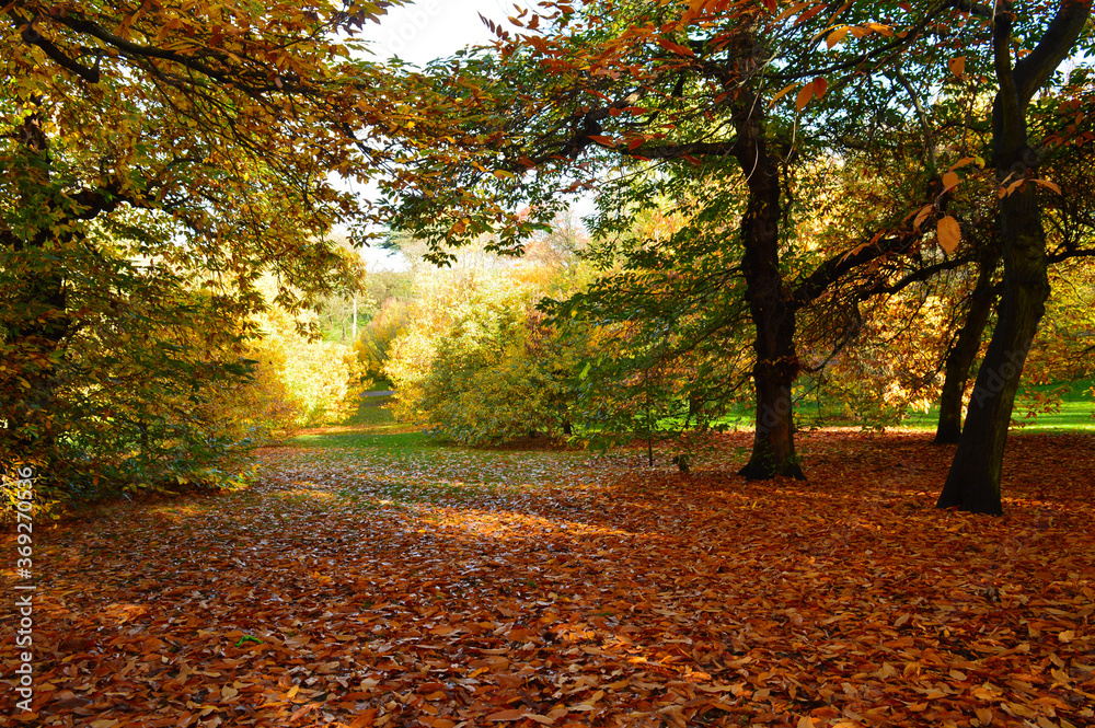 beautiful landscape with green grass colourful trees suitable for a wallpaper beautiful landscape with green grass colourful trees suitable for a wallpaper