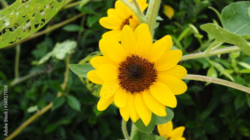 Sunflowerat the public park.