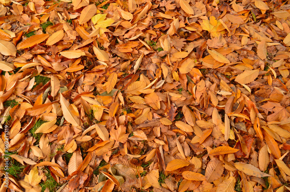 background formed using brown and yellow leaves fallen