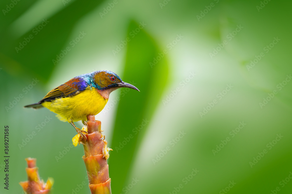 Obraz premium Colorful tiny male bird on Cigar calathea flower..Beautiful anthreptes malacensis brown throated sunbird perching on the top of Calathea Lutea flower seeking for nectar in backyard,side view..