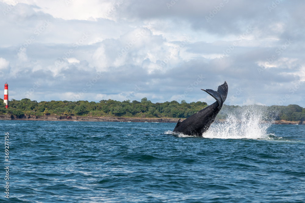 Fototapeta premium humpback whale jumping out of water at ladrilleros, colombia
