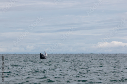 whale in the sea at ladrilleros. colombia
