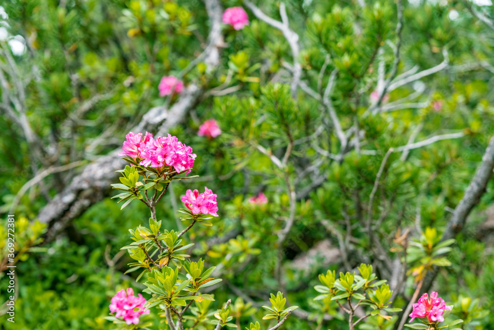 Pinkish-red alpenrose flowers in Dolomites, Italy Pinkish-red alpenrose flowers in Dolomites, Italy