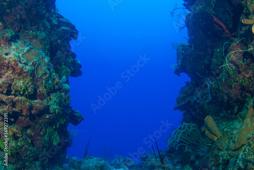 A shot of deep blue ocean framed with a section of reef containing tube sponges