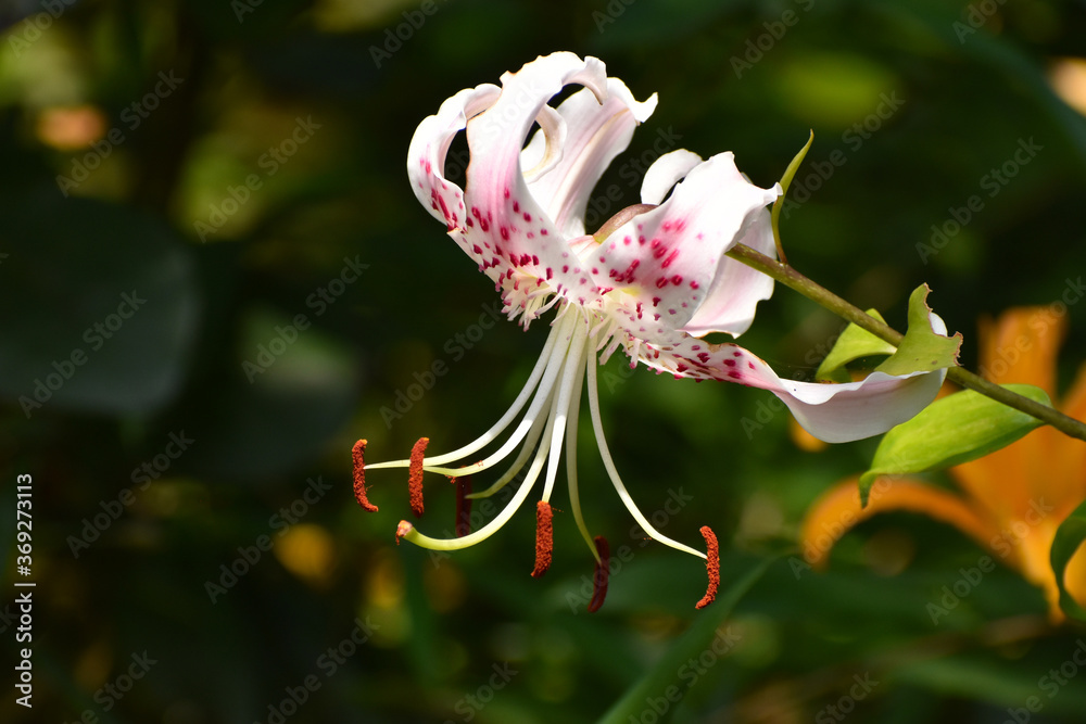 丘の斜面でひっそりと咲く 可憐なカノコユリの花 Stock Photo Adobe Stock