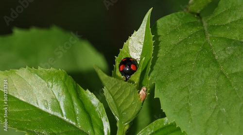 Ladybug in leaves photo