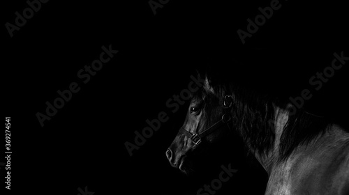 Horses on black background