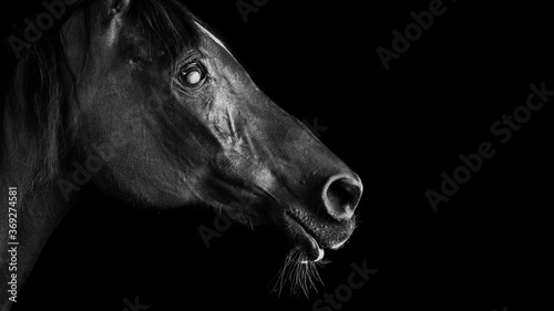 Horses on black background