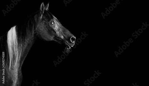 Horses on black background