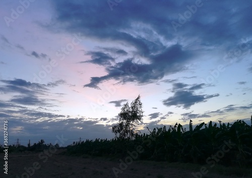 sunset in the forest