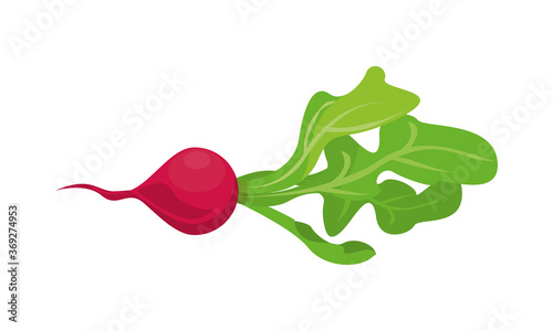 radish healthy vegetable isolated style icon