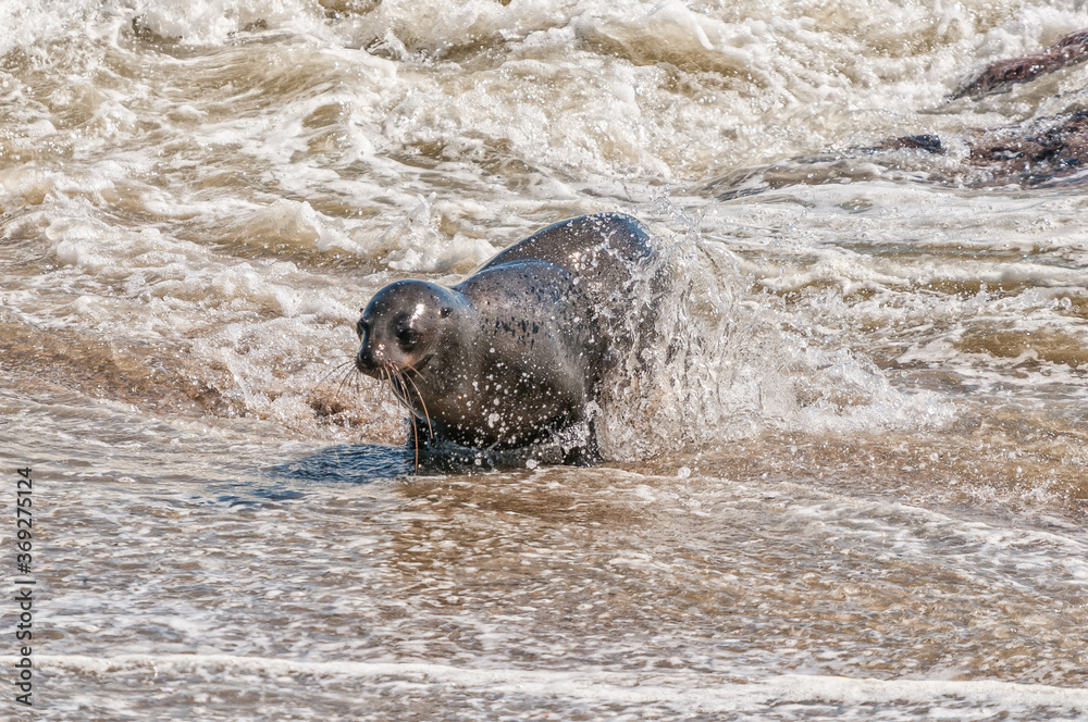 Obraz premium Cape Fur Seal coming out of ocean at Cape Cross