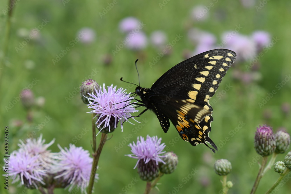 A butterfly on a thistle flower
A butterfly on a thistle flower