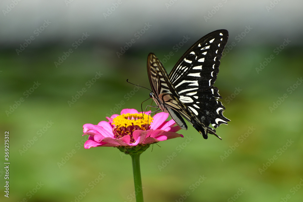 花畑のヒャクニチソウの花の蜜を夢中で吸うアゲハチョウ 花畑のヒャクニチソウの花の蜜を夢中で吸うアゲハチョウ