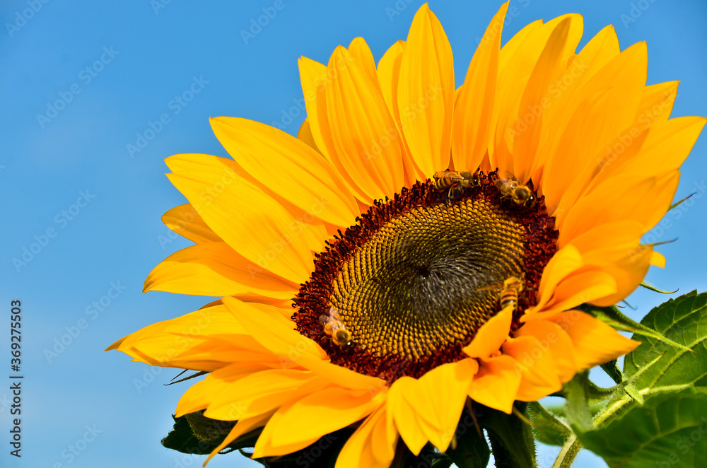 Naklejka premium A very large, vibrant yellow blossom of a sunflower, growing directly into the blue sky