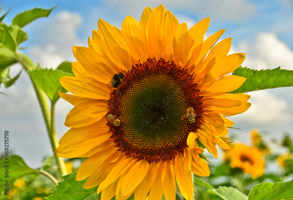 A very large, vibrant yellow blossom of a sunflower, growing directly into the blue sky