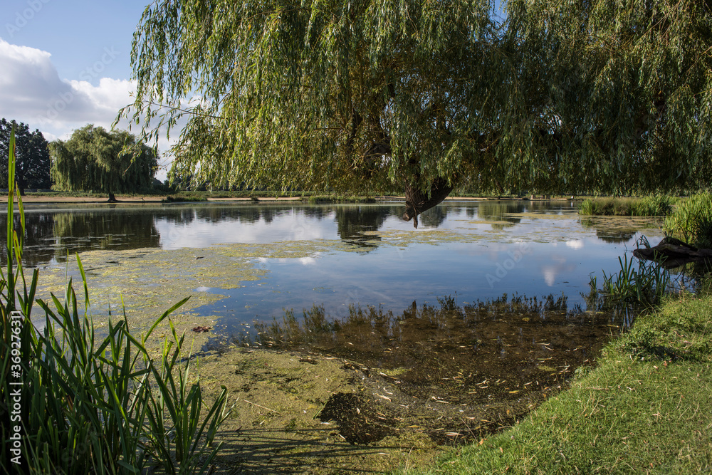 Ponds at Bushy Park