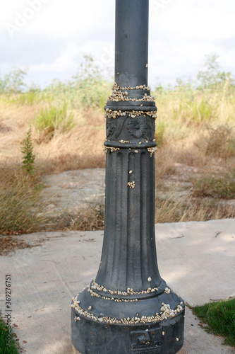 A lampost is a temporary home for a number of snails. They remain attached for months.