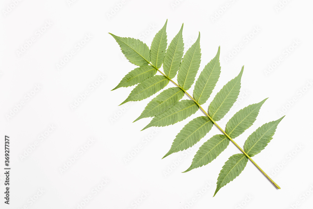 Juglans cinerea white walnut leaf on white