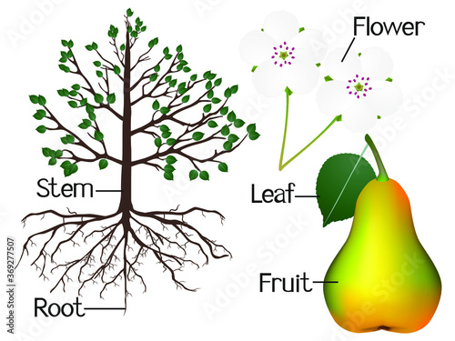 The illustration shows part of the pear plants.