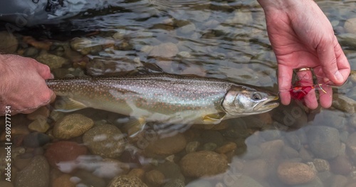 A close up of a Bull trout in the water, caught on a red intruder fly photo