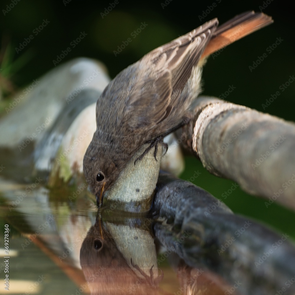 The young Black Redstart drinks water at a bird's watehole. Czechia. Europe