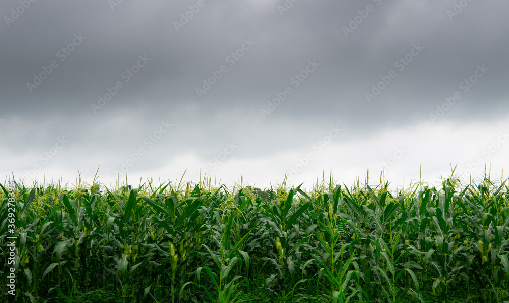 Obraz premium Young sweet corn plantation field during cloudy of rainy day.