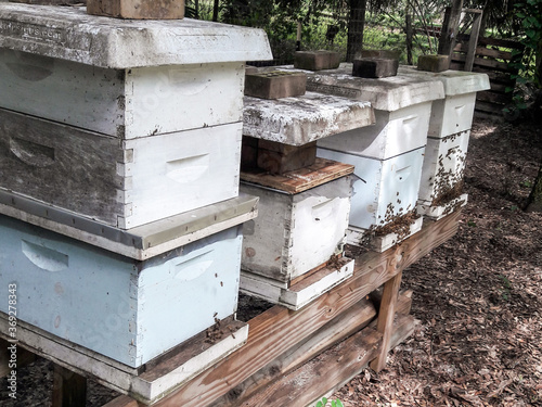bees in the beehive © Dan