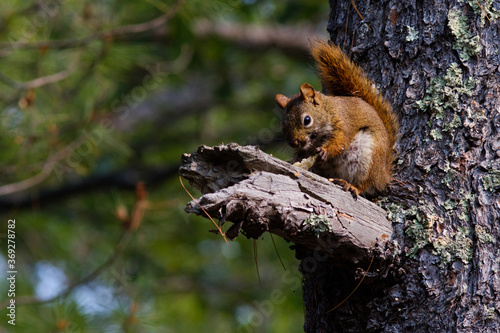 squirrel on a tree © Alex