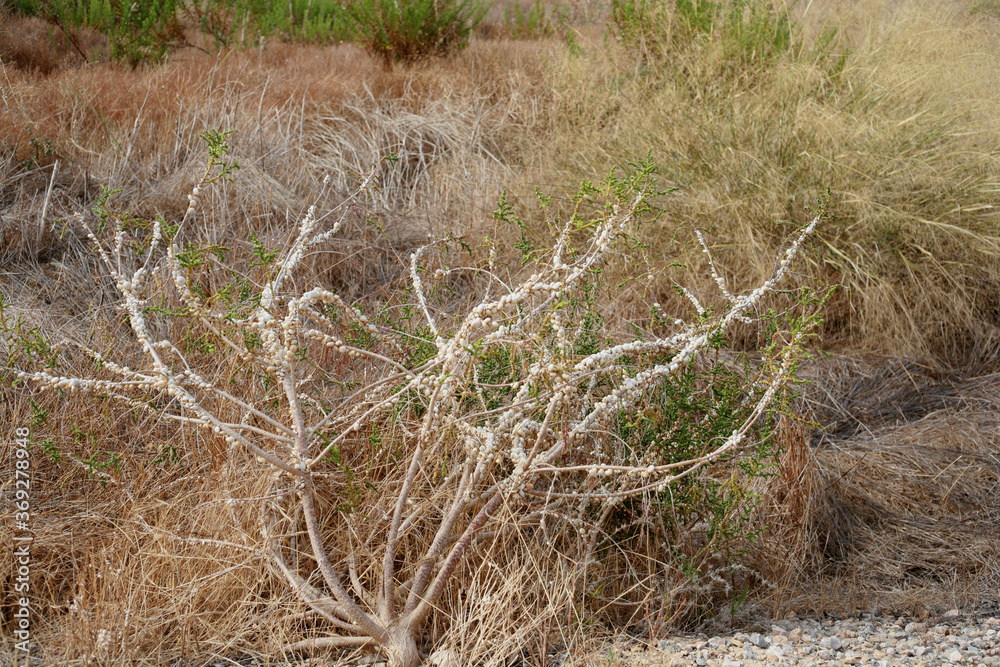 A shrub growing in the Murcia region of Spain, encrusted with snails.