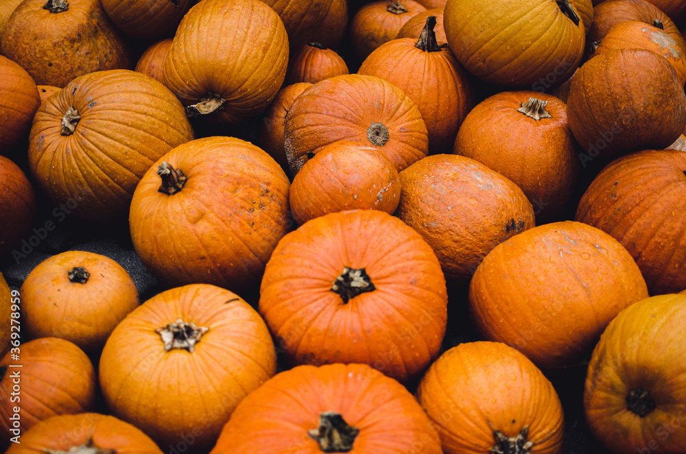 pile of pumpkins pile of pumpkins
