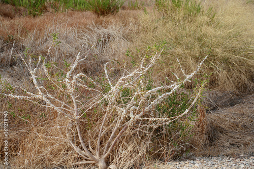 A shrub growing in the Murcia region of Spain, encrusted with snails.