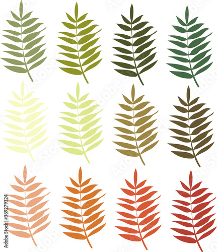 a set of ashberry leaves in different colours in the autumn range. Vector elements for your design
