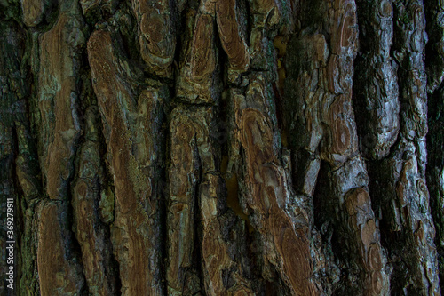 close up tree bark texture. dark brown old texture background. tree crust