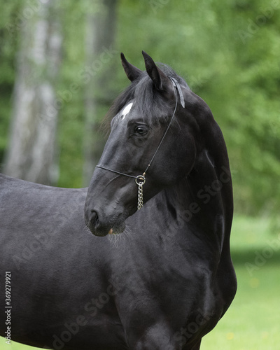 Portrait of a beautiful black horse looks back on natural green summer background  head closeup