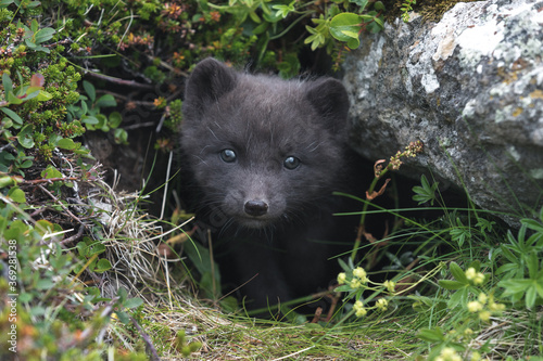 Baby Arctic Fox in Iceland waiting for her mother in her den. photo