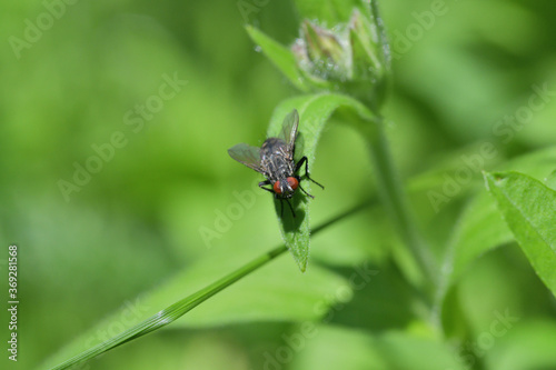 Macro portrait of a housefly on a green leaf © Pavol Klimek