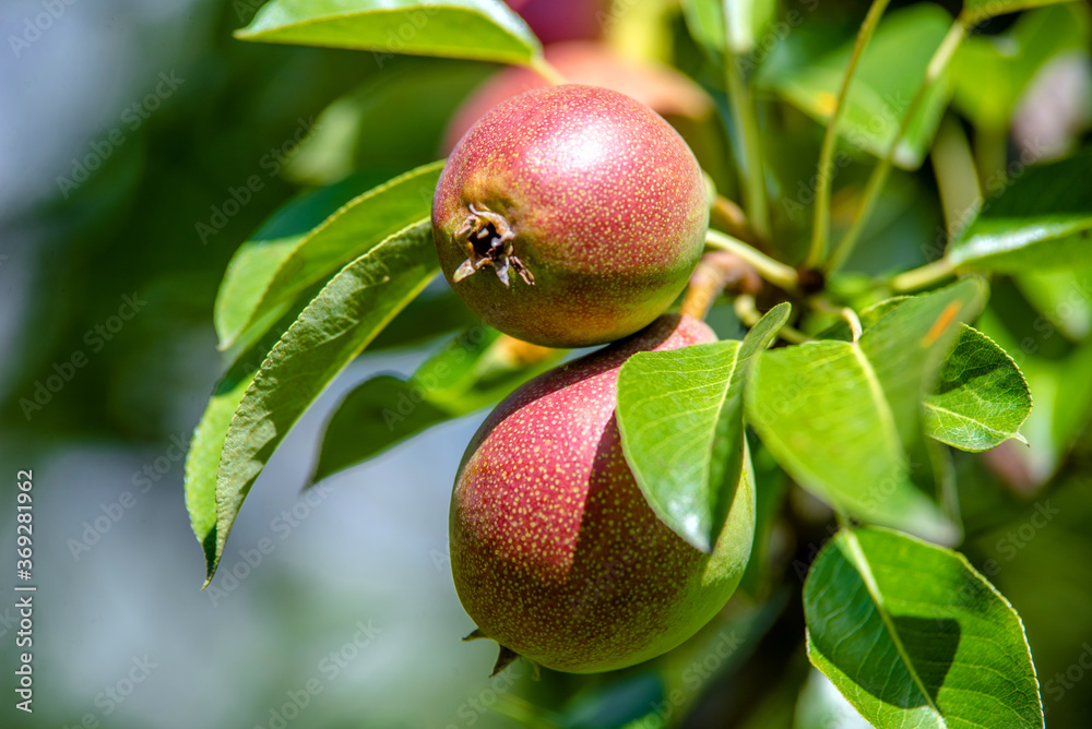 Red-green pears ripen in the summer in the garden
Red-green pears ripen in the summer in the garden