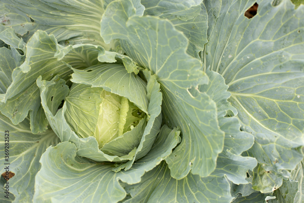 Obraz premium Head of cabbage in the garden
