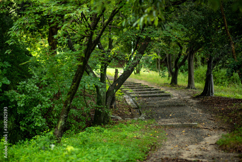 footpath in the forest