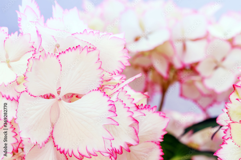 Hydrangea var. macrophylla Cocktail with white balls of flowers with pink fringed edges in summer. New Garden Trends. White hydrangea flower petals with pink fringed edges. Hydrangea var. macrophylla Cocktail with white balls of flowers with pink fringed edges in summer. New Garden Trends. White hydrangea flower petals with pink fringed edges.