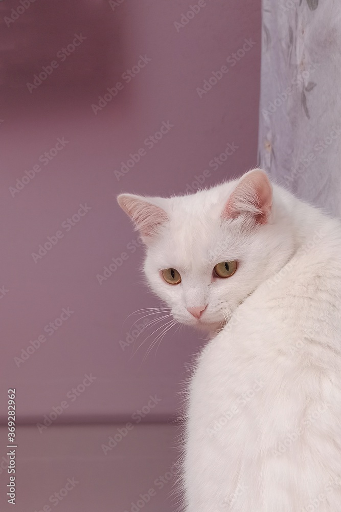 Portrait of a white cat with golden eyes in reverse against the background of a lilac wall