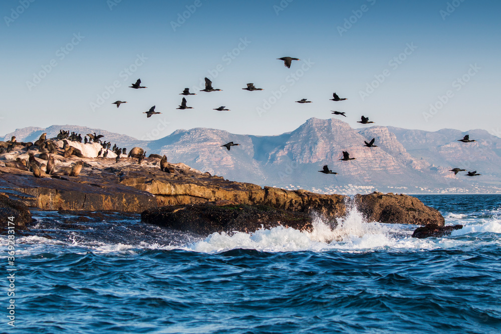 Naklejka premium Seal Island in False Bay with seals basking in the sun and a flock of Cape Cormorants flying over, the water splashing against the rocks and mountains in the background.