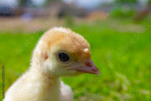 Little turkey on green grass. Turkey-poult close up. Turkey chick walking in the air. Eco farm