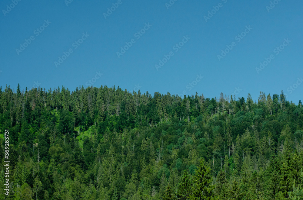 wild nature, summer landscape in carpathian mountains wild nature, summer landscape in carpathian mountains